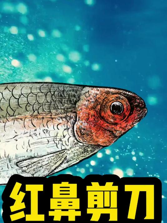 灯科鱼科普 红鼻剪刀