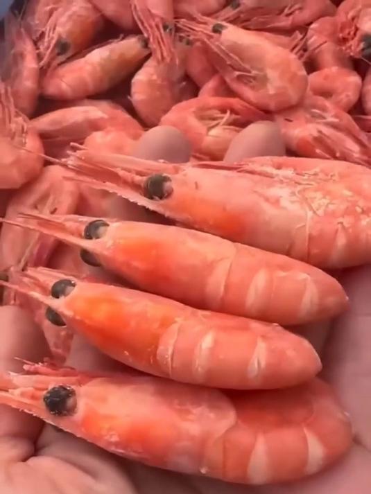 北极甜虾优,活虾锁鲜,籽香肉嫩,快来尝鲜