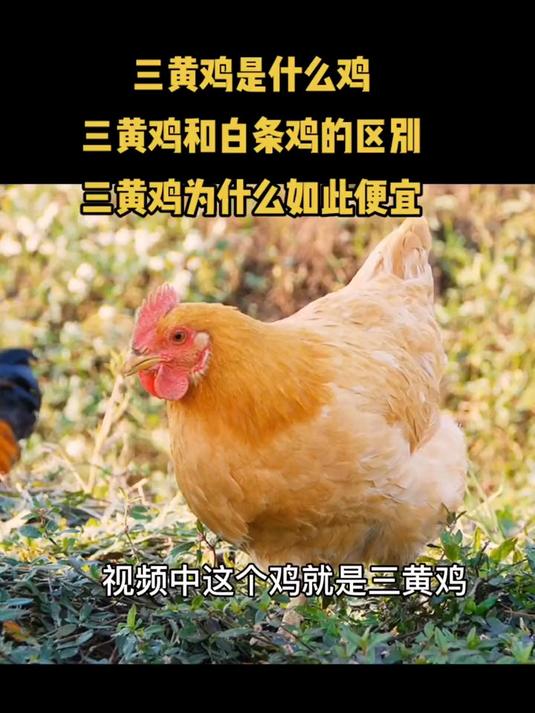 三黄鸡和白条鸡你分得开吗？