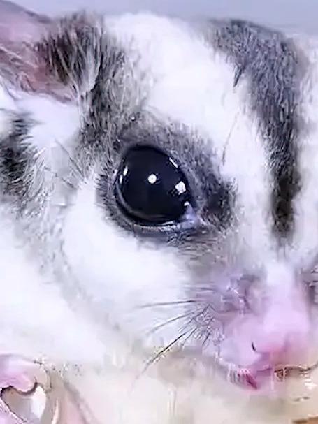 女孩意外捡到个小小的肉球，将它养大后，竟是只稀有的飞天鼠