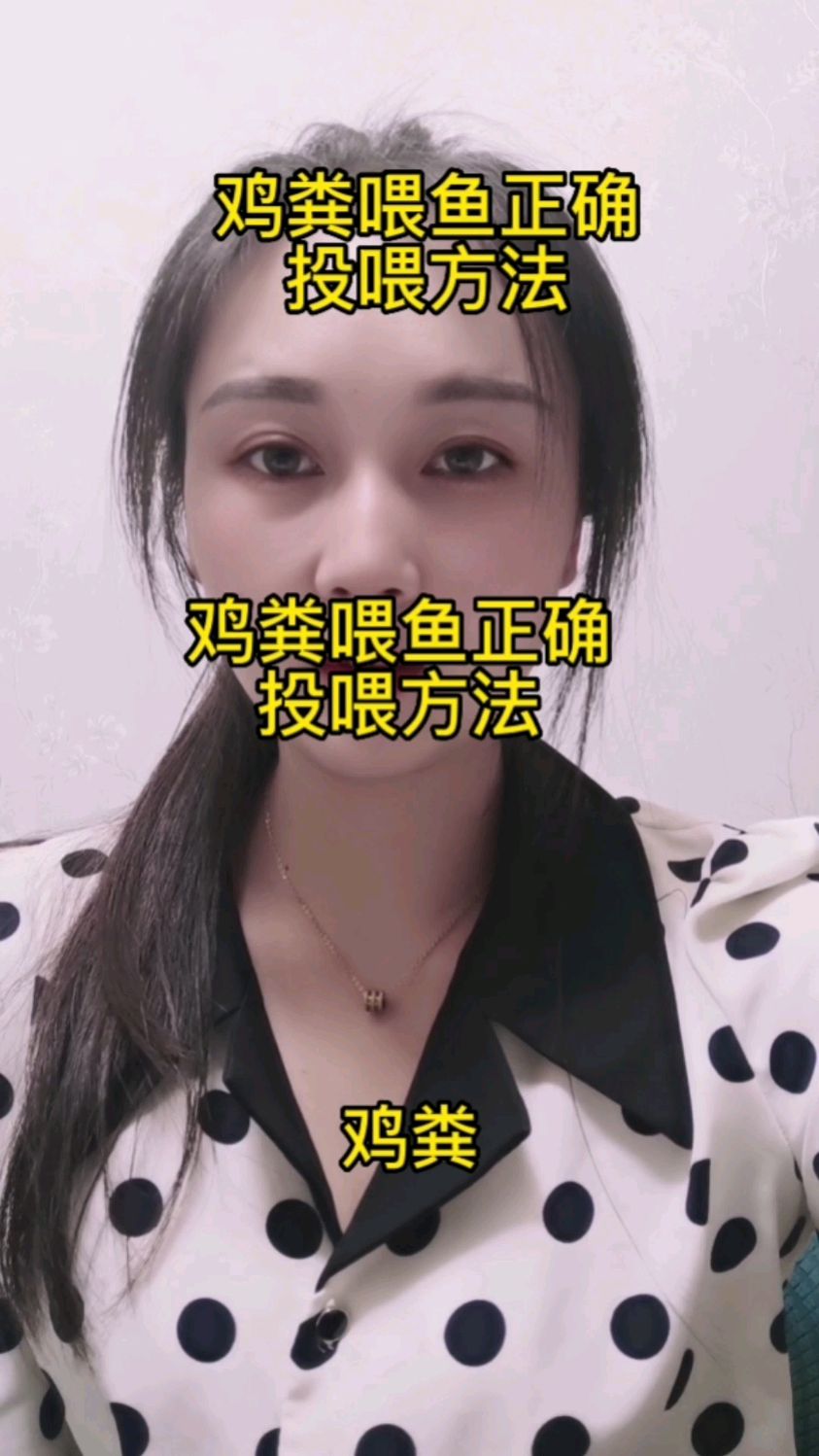 鸡粪喂鱼正确投喂方法