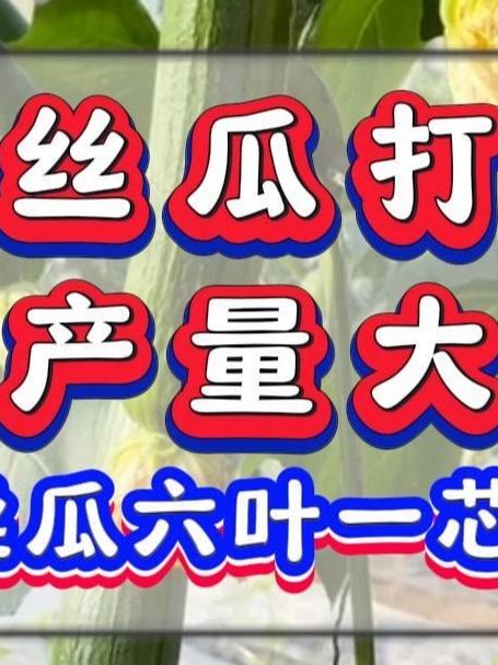 丝瓜打了头,产量大如牛,丝瓜六叶一心如何高产管理。#丝瓜种植##丝瓜的种植方法和技术##丝