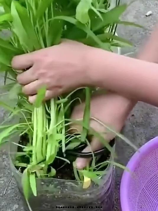 种白梗柳叶空心菜,易种营养口感佳,快试试