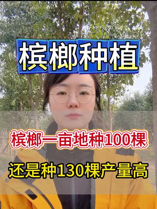 槟榔一亩地种100棵,还是种130棵产量高 #槟榔# #槟榔种植# #槟榔种植技术#