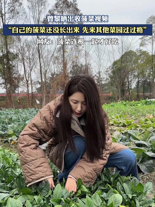 曾黎晒出收菠菜视频,自己的菠菜还没长出来,先来其他菜园过过瘾