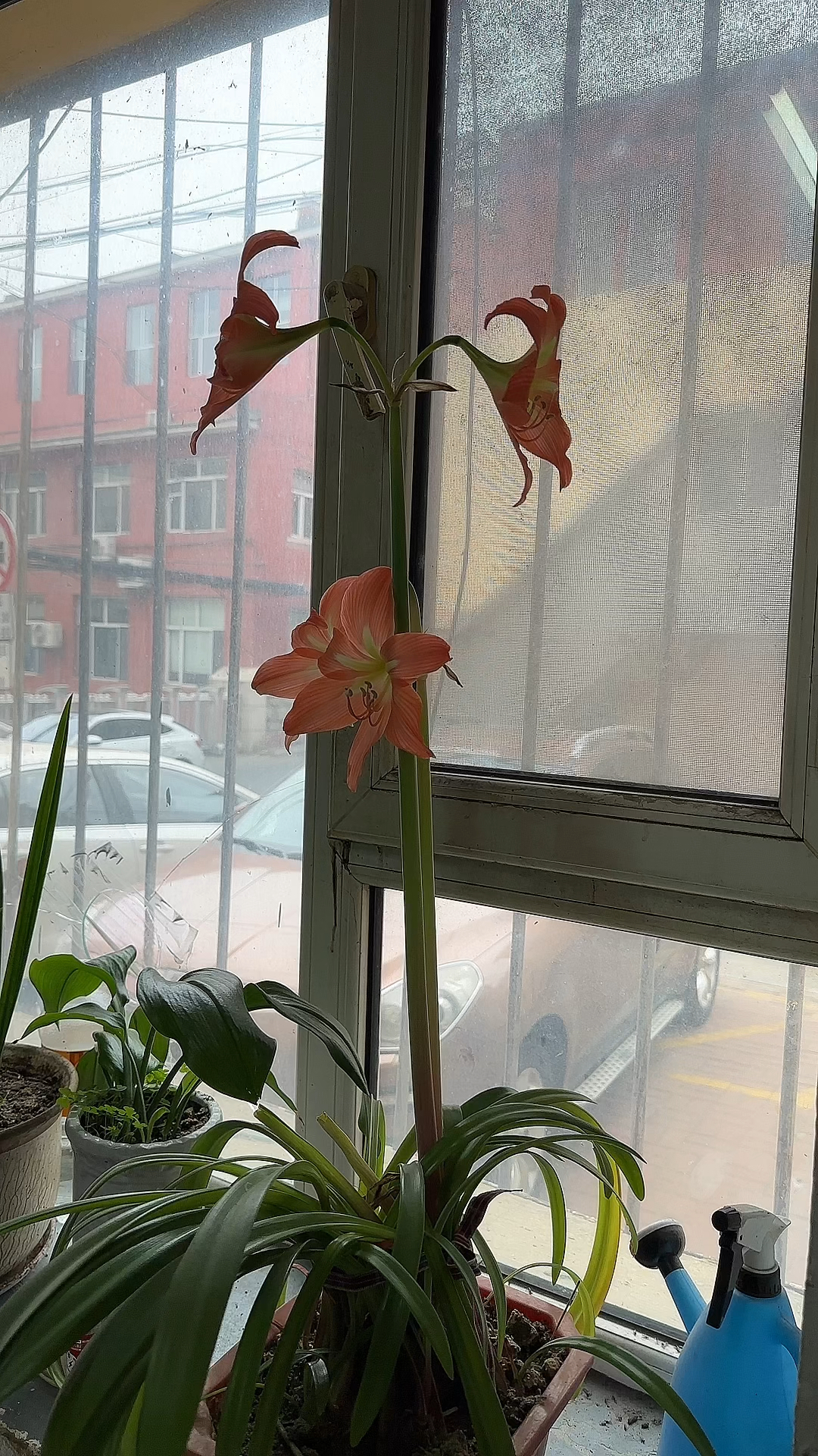 小叶兰开花美如画!含笑点点迎客来!