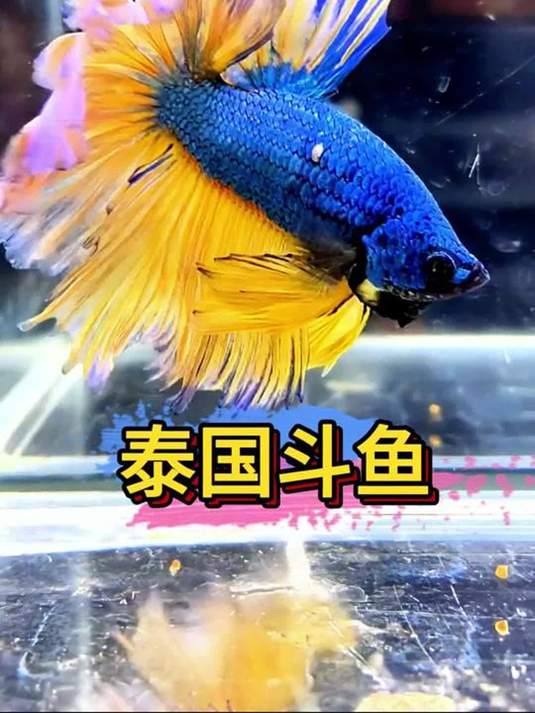 泰国斗鱼美爆了!尾巴似富贵牡丹,游动如真丝顺滑