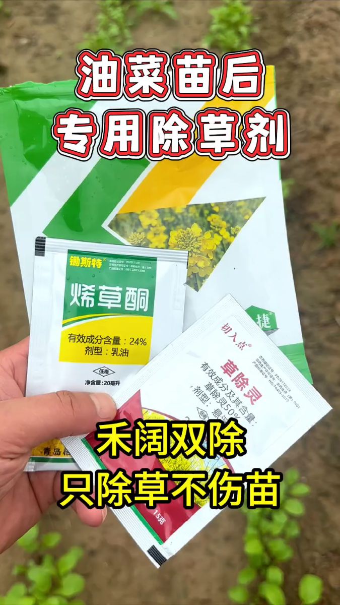 甘蓝油菜苗后专用除草剂,禾阔双除,只除草不伤苗