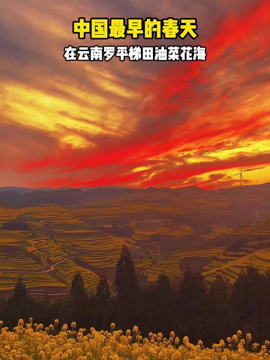 #新春出游创作季#中国最早的春天,在云南罗平梯田油菜花海