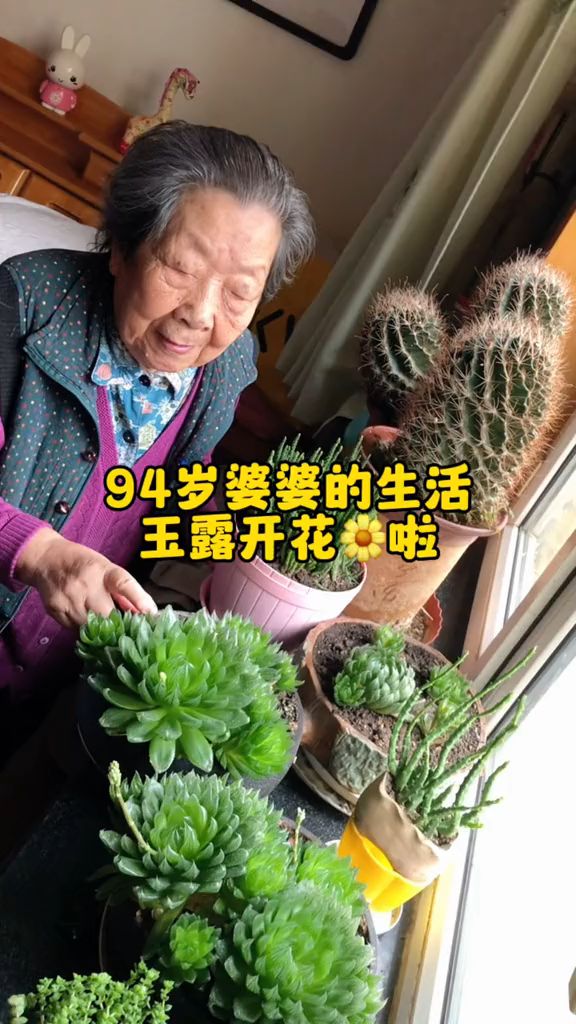 94岁婆婆的生活,玉露开花了,快乐就是这么简单