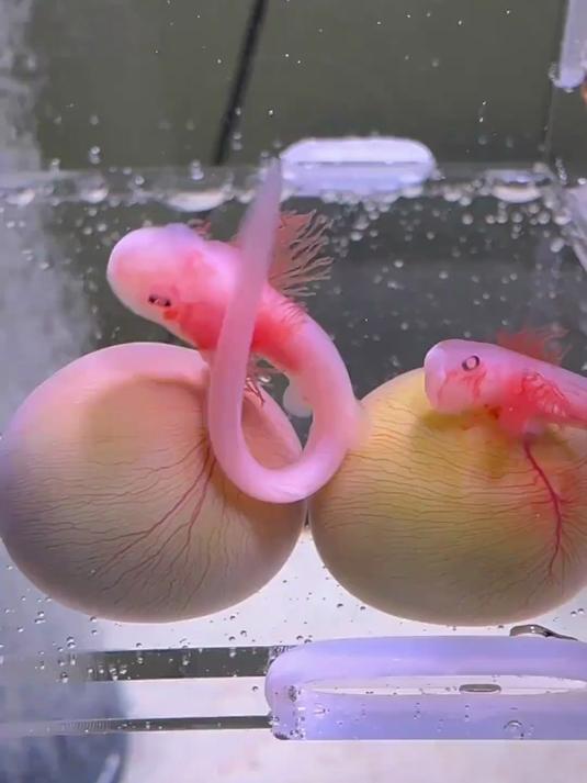 小鲨鱼终于进化了