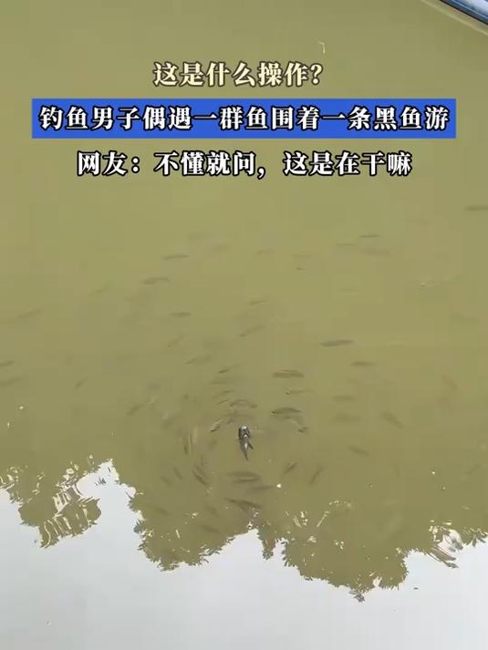 这是什么操作?钓鱼男子偶遇一群鱼围着一条黑鱼游