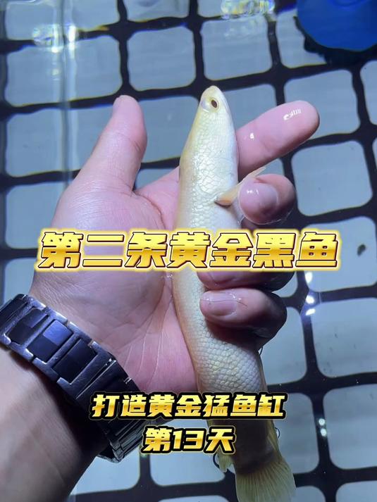 黄化红眼黑鱼……这辈子养的最后一条黑鱼!