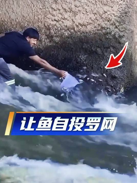水坝下上演现实版姜太公钓鱼，鱼儿逆流而上主动跃入容器