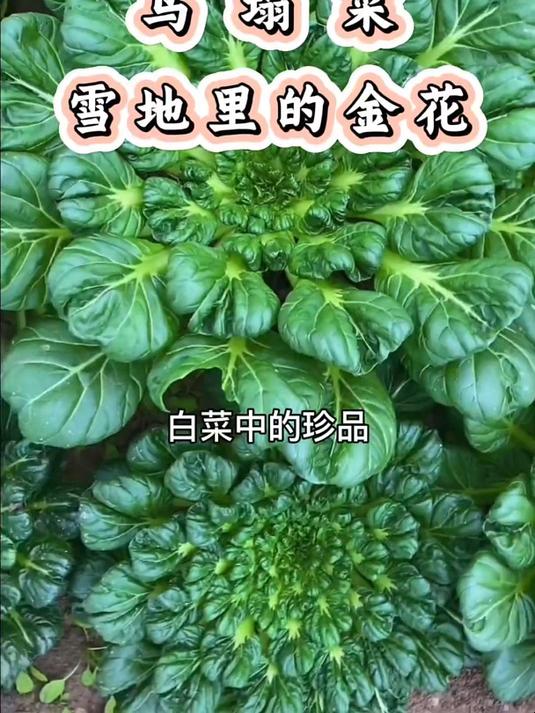 它是白菜中的珍品,不仅颜值很高,而且炒菜、刷火锅都非常好吃