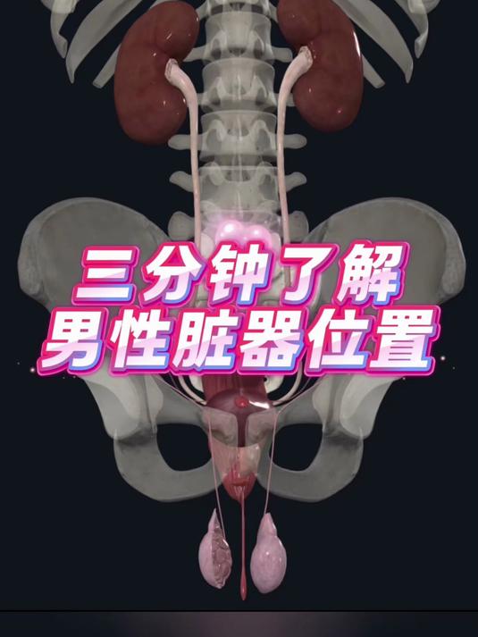男性身体脏器解剖全解，高清视频直观展示