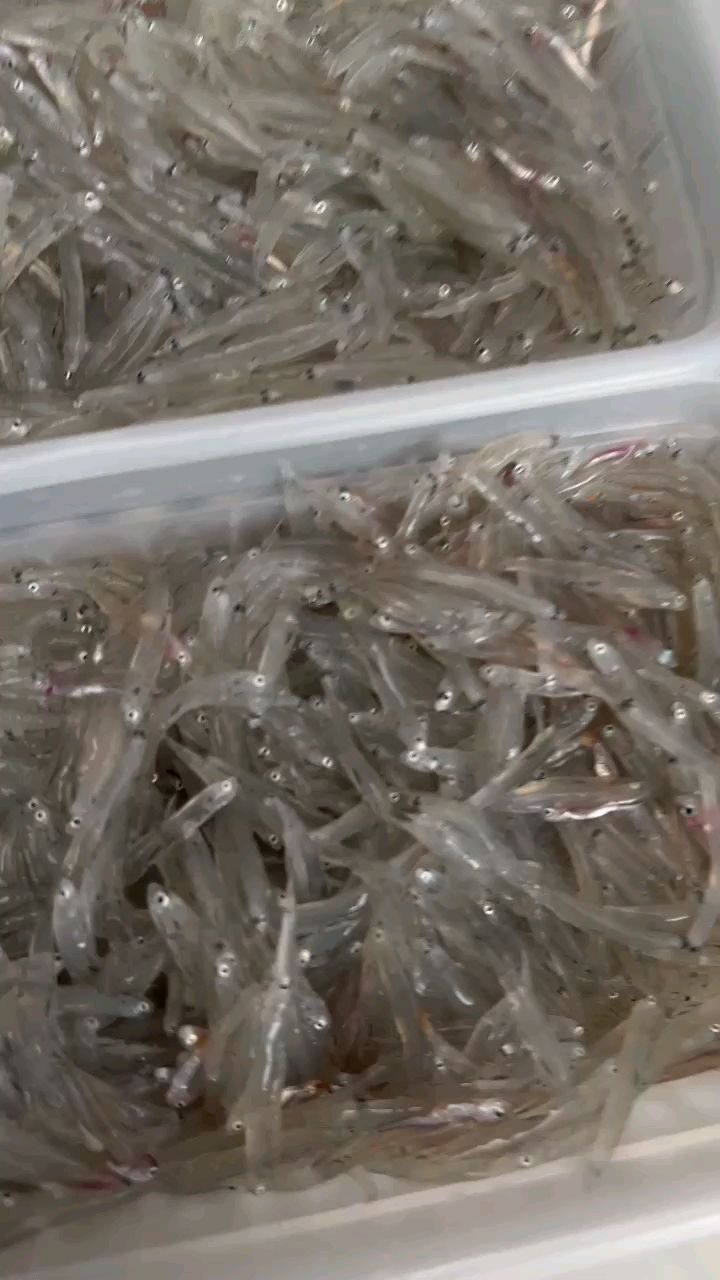 灯捕海银鱼特别干净无杂质,营养价值非常高,无骨无刺小朋友辅食添加都可以吃!