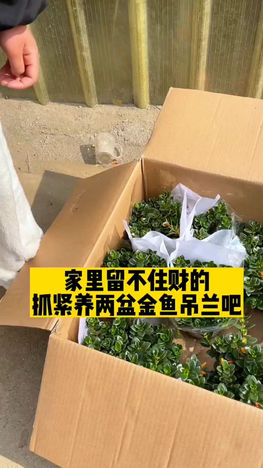 寓意“年年有余”的金鱼吊兰