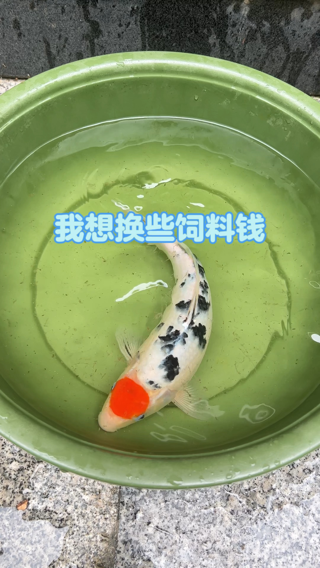 贴秋膘了、您喂饲料了吗!我想换些饲料喂鱼!