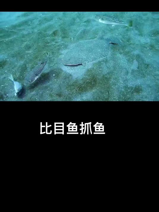 比目鱼