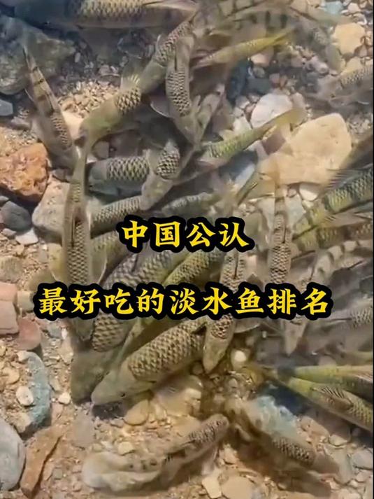 中国公认最好吃的淡水鱼排名#清蒸鲈鱼香到流口水##家常菜天花板##舌尖上的中国##吃货的快