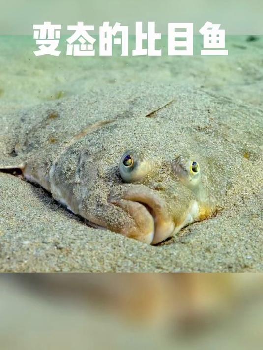 比目鱼：一条从小做过眼球移植手术的鱼