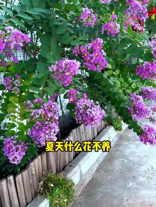 紫薇花又叫百日红 花期长 新品种天鹅绒值得入手!