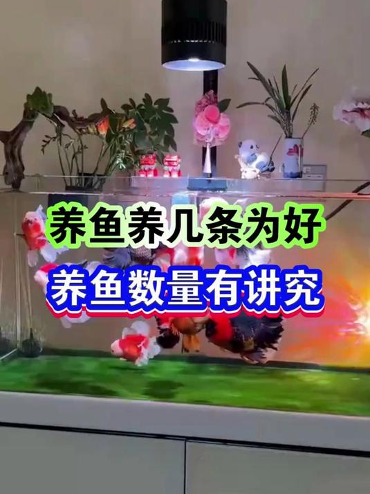 养鱼养几条为好，养鱼数量也有讲究#养鱼人#水族#观赏鱼#新手养鱼