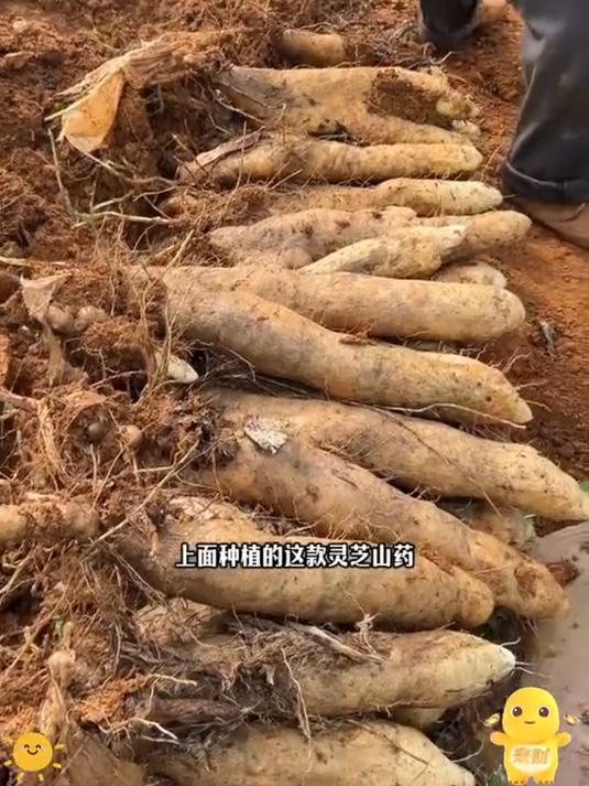 它不是红薯也不是铁棍山药它是本草纲目里记载的灵芝山药