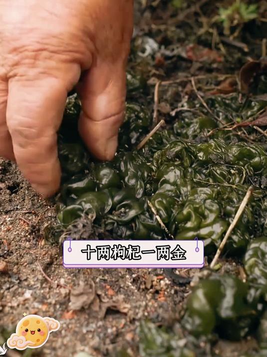 野生地皮菜，干净无沙，开袋即炒！