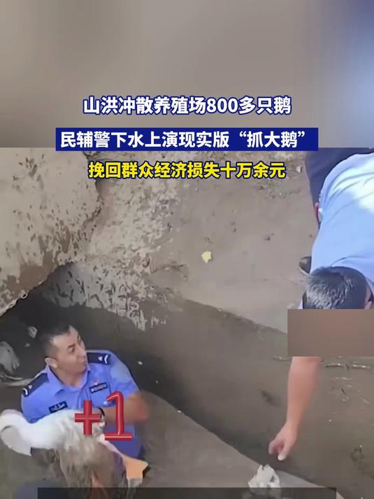 山洪冲散养殖场800多只鹅,民辅警下水上演现实版“抓大鹅”
