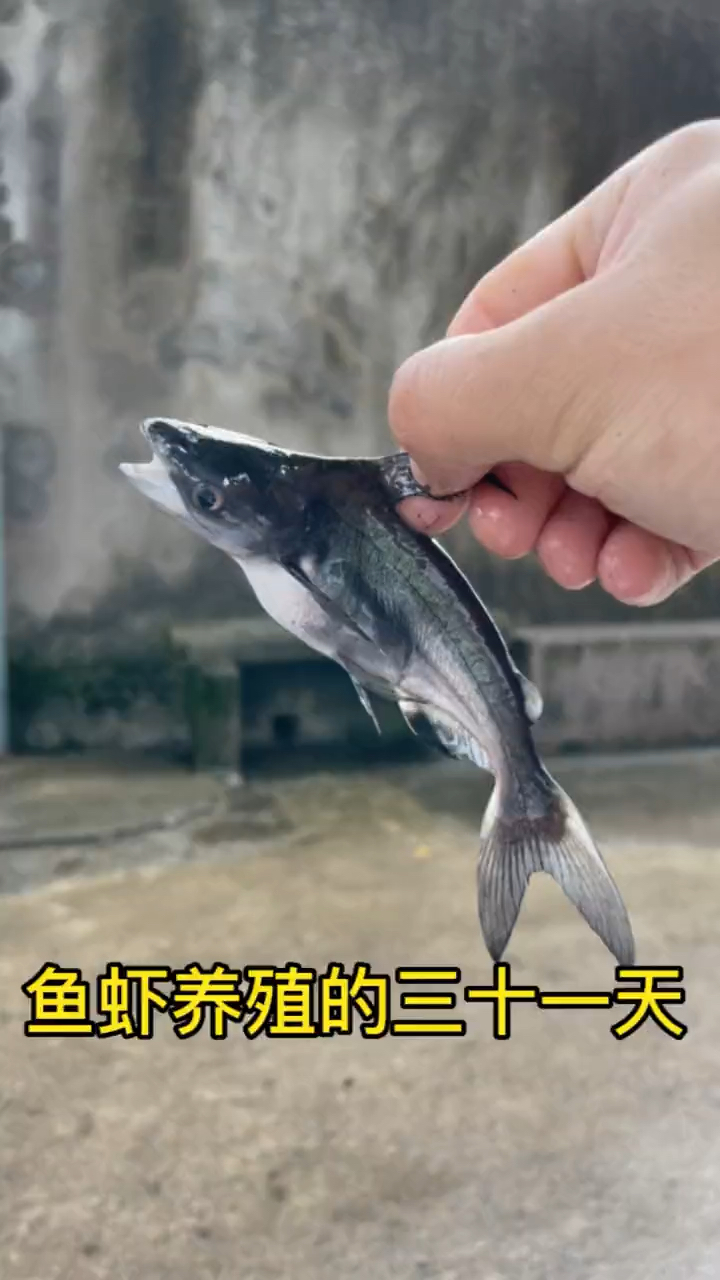 我的天呐，这是鲨鱼吗