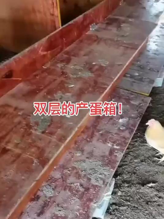 用旧模板制作鸡窝,看师傅设计的怎么样,自动收集鸡蛋