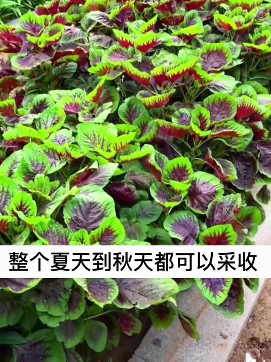 懒人阳台必备!红苋菜籽出苗齐,摘叶再生力强,补血又美味