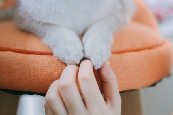 图片[8]-少女和猫-六色网