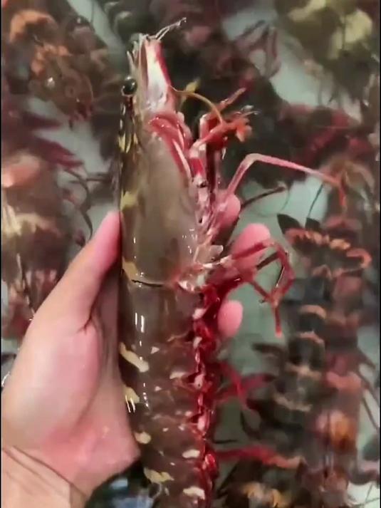 黑虎虾做虾饺,皮薄薄的,咬开全是肉?