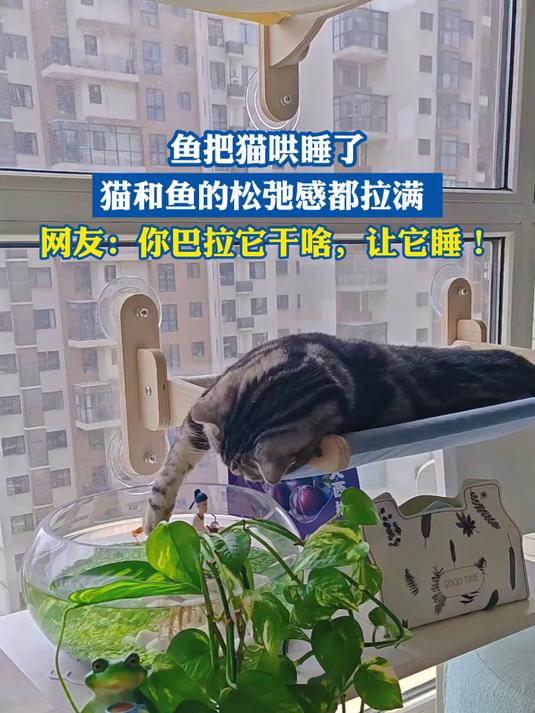 鱼把猫哄睡了,猫和鱼的松弛感都拉满