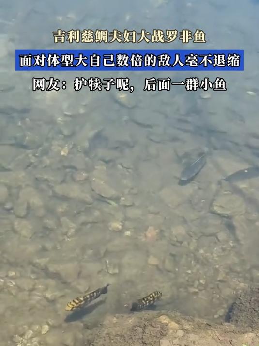 吉利慈鲷夫妇大战罗非鱼,面对体型大自己数倍的敌人毫不退缩