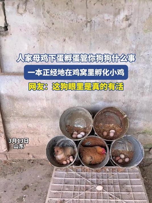 人家母鸡下蛋孵蛋管你狗狗什么事，一本正经地在鸡窝里孵化小鸡