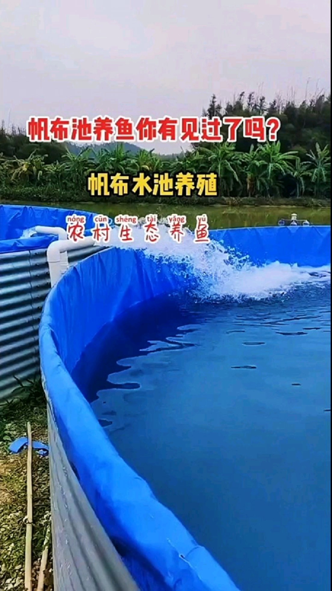 帆布水池养鱼你见过吗?镀锌板帆布水池,不开塘不挖地有水陆地可以养殖#帆布水池#