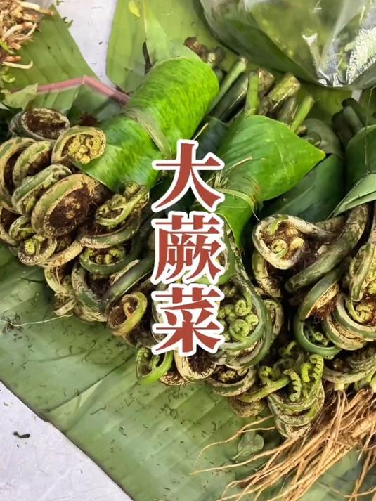 这种大蕨菜拿来凉拌清脆爽口,非常下饭,你们吃过吗?