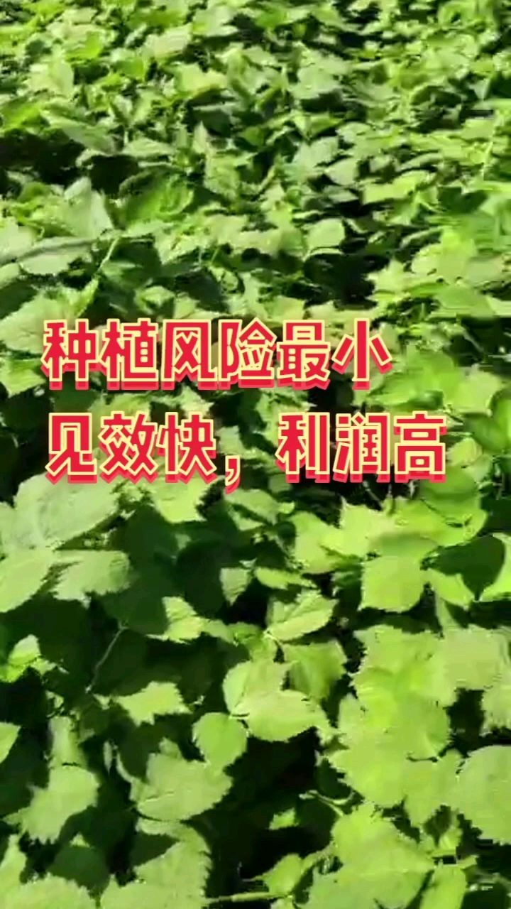 长白山山野菜种植:大叶芹,老山芹,种子种苗培育