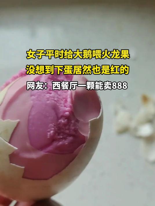 女子平时给大鹅喂火龙果,没想到下蛋居然也是红的