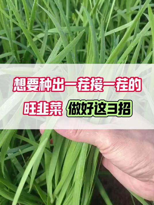 种韭菜，做好这3招