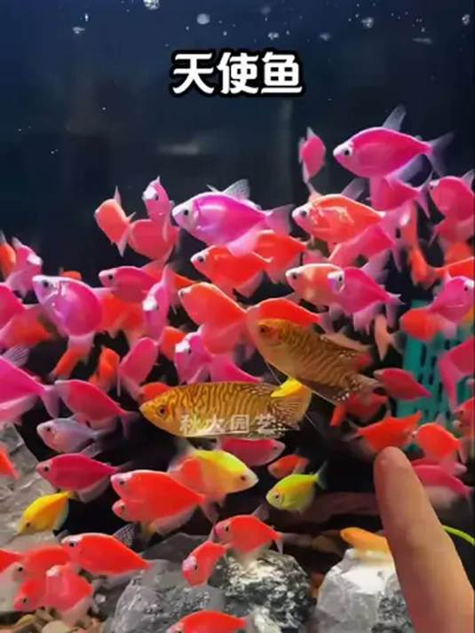养天使鱼点缀鱼缸 如入童话世界 色彩缤纷迷人