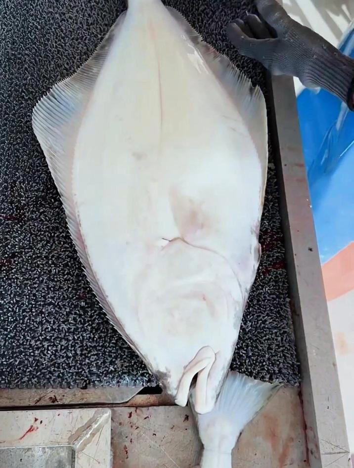 美国人都是如何处理大比目鱼的,不到1分钟就能处理好1条大鱼