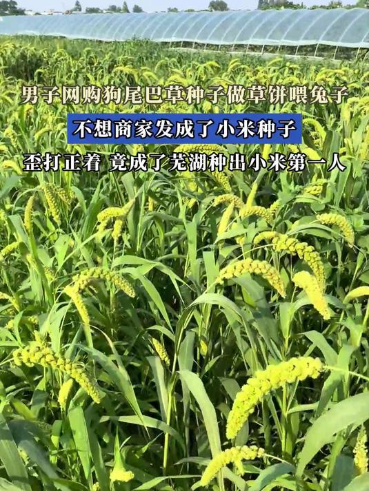 男子网购狗尾巴草,商家错发成小米种子,歪打正着还真种成功了