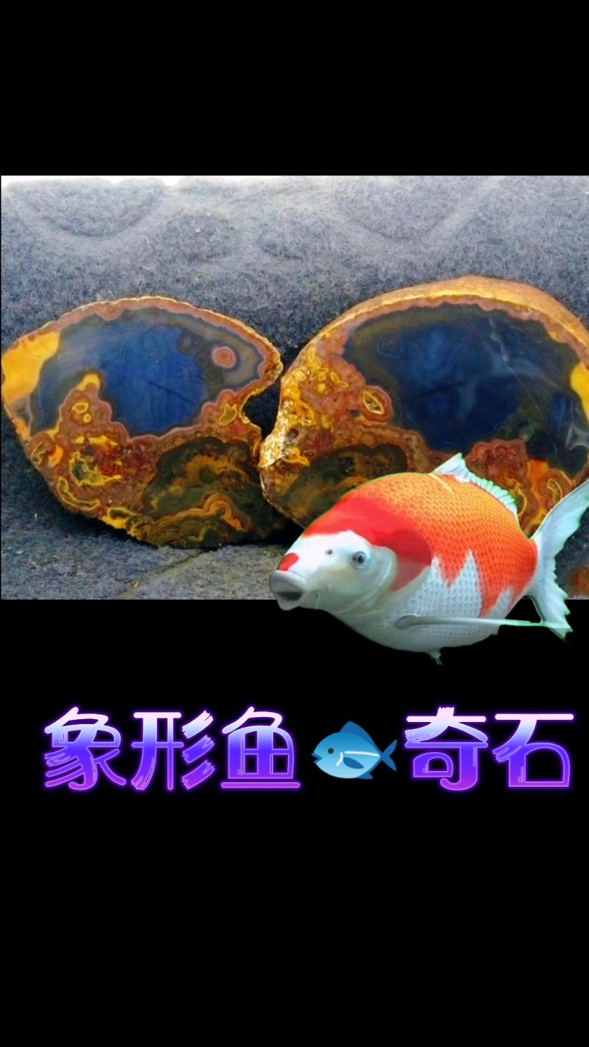 宣化战国红玛瑙原石奇石象形一对鱼,寓意年年有余