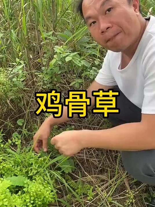 鸡骨草煮猪舌汤你们吃过吗?