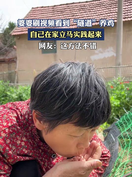 婆婆刷视频看到“隧道”养鸡,自己在家立马实践起来
